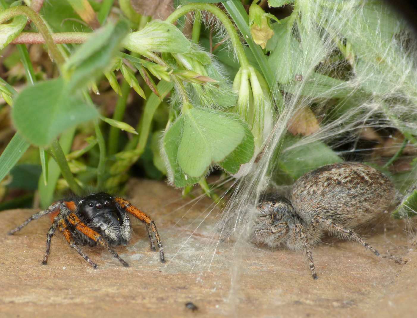 Philaeus chrysops: coppia preoccupata